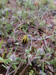 Gorteria piloselloides