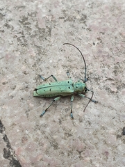 Saperda octopunctata