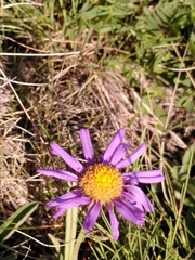 Aster alpinus