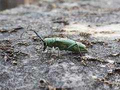 Saperda octopunctata