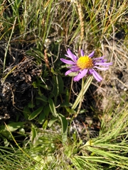 Aster alpinus