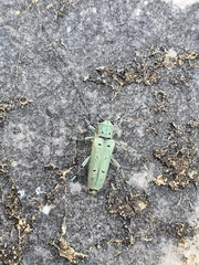 Saperda octopunctata