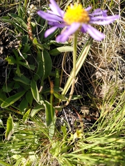 Aster alpinus