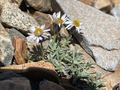 Erigeron pygmaeus