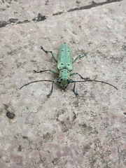 Saperda octopunctata