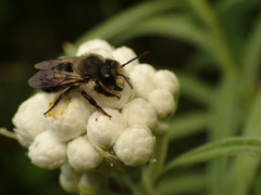 Megachile gemula