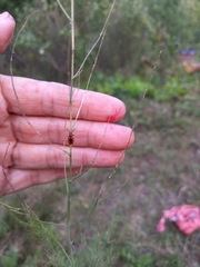 Crioceris quinquepunctata