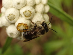 Megachile gemula