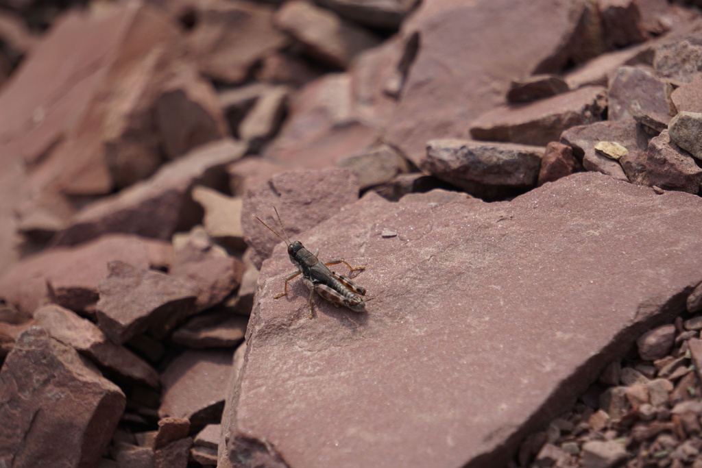 Melanoplus montanus