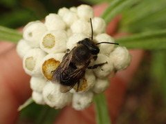 Megachile gemula