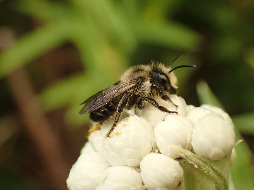Small-handed Leaf-cutter Bee