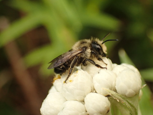 Small-handed Leaf-cutter Bee