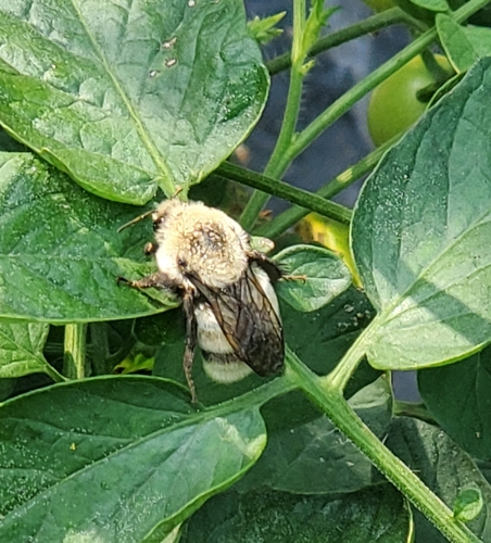 Two-spotted Bumble Bee photographed in Virginia