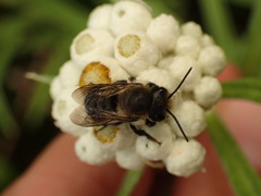 Megachile gemula