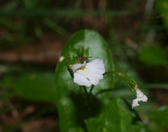 Mazus novaezeelandiae