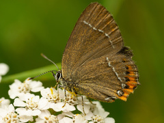 Satyrium prunoides
