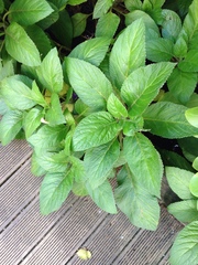 Lobelia physaloides