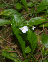 Mazus novaezeelandiae