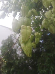 Koelreuteria paniculata