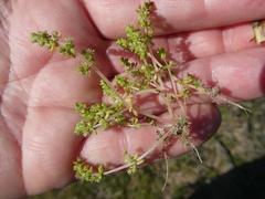 Crassula thunbergiana
