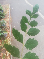 Koelreuteria paniculata