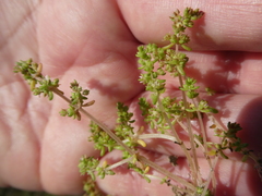 Crassula thunbergiana