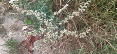 Artemisia vulgaris