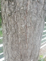 Koelreuteria paniculata