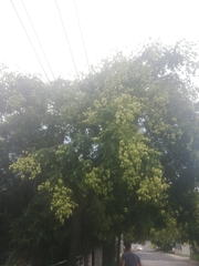 Koelreuteria paniculata