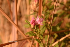 Salvia microphylla
