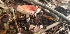 Russula