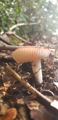 Russula