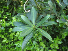 Pseudopanax chathamicus