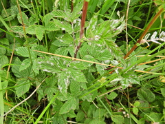 Podosphaera filipendulae
