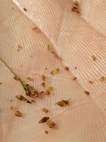Rhynchospora microcarpa image