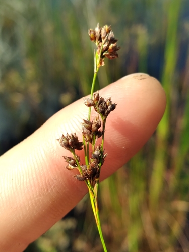 Image of Rhynchospora microcarpa by (c) Scott Ward, some rights reserved (CC BY)