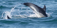 Delphinus delphis ponticus