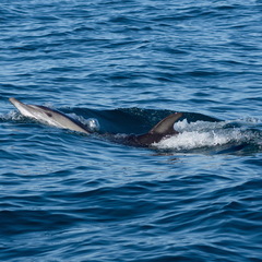 Delphinus delphis ponticus