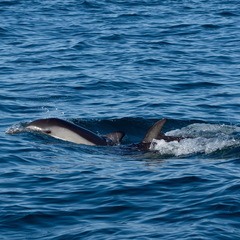 Delphinus delphis ponticus