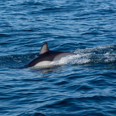 Delphinus delphis ponticus