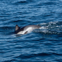 Delphinus delphis ponticus