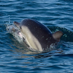 Delphinus delphis ponticus