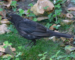 Turdus merula