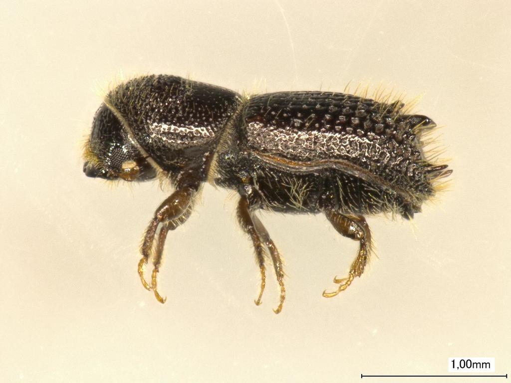 Pityokteines vorontzowi