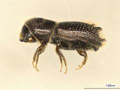 Pityokteines vorontzowi