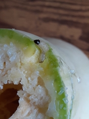 Scolecocampa liburna