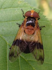 Volucella tabanoides