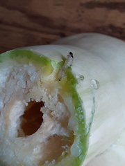 Scolecocampa liburna