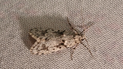 Diurnea fagella