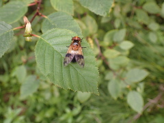 Volucella tabanoides
